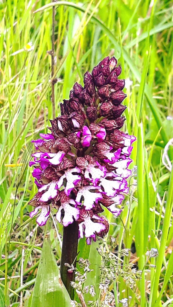 LIFEorchids tweet media
