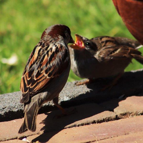 Tuinhappy's tweet photo. Heb jij al een #vogeltuin? Maak een speeltuin voor vogels.
#vogel #vogels
https://t.co/FrzUc2CPDm
@vogelnieuws @vogelinfo https://t.co/BBsv4p9t7I