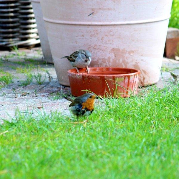 Tuinhappy's tweet photo. Heb jij al een #vogeltuin? Maak een speeltuin voor vogels.
#vogel #vogels
https://t.co/FrzUc2CPDm
@vogelnieuws @vogelinfo https://t.co/BBsv4p9t7I