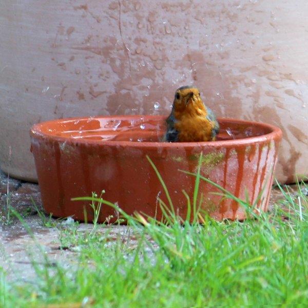 Tuinhappy's tweet photo. Heb jij al een #vogeltuin? Maak een speeltuin voor vogels.
#vogel #vogels
https://t.co/FrzUc2CPDm
@vogelnieuws @vogelinfo https://t.co/BBsv4p9t7I