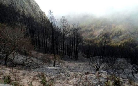 Marta_4ESO's tweet photo. En la isla de La Gomera (Canarias), veinte personas mueren en un incendio forestal entre ellas Francisco Afonso (gobernador de Santa Cruz de Tenerife), que mala noticia para una de mis islas queridas.
#1⃣9⃣8⃣4⃣ https://t.co/tbf877bXDu
