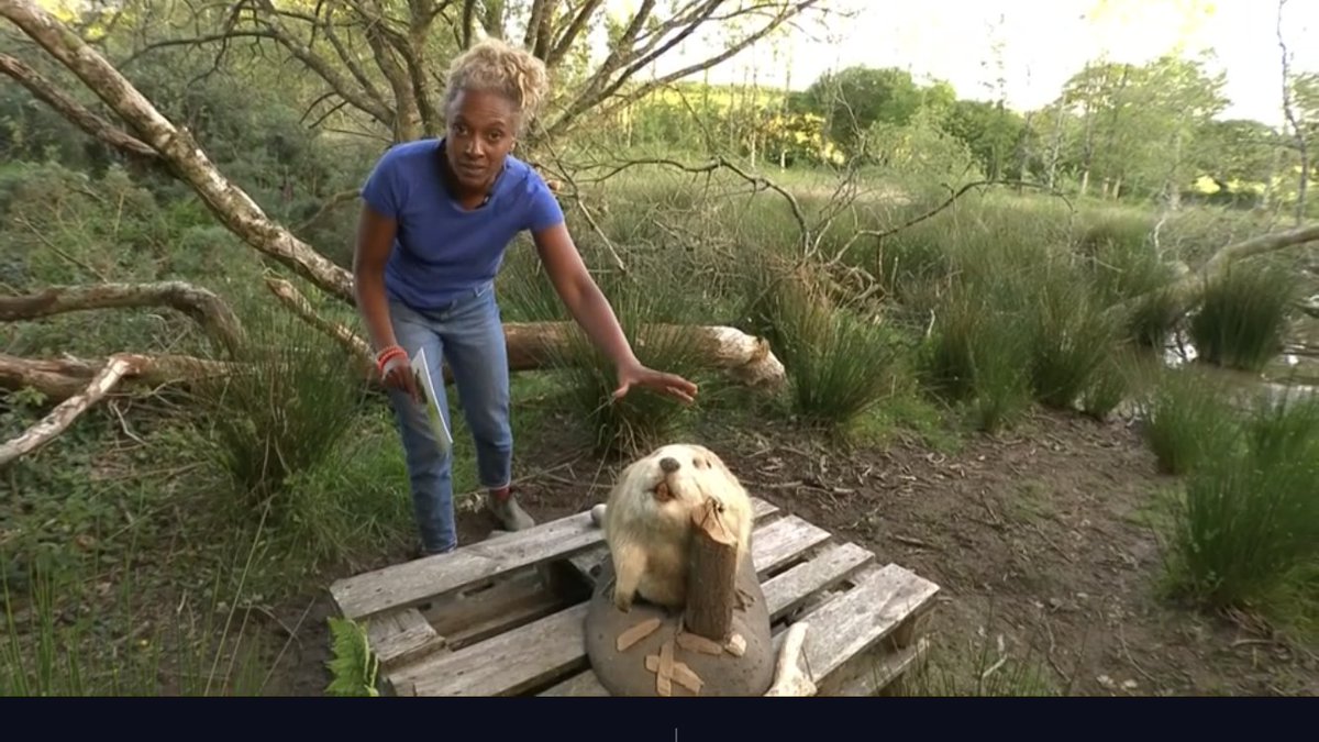 CarolynCadman's tweet photo. Introducing Trevor the Beaver...
#Staroftheshow on #bbcspringwatch this evening...
ππππ
#ecoengineer
#LoveCornwall https://t.co/HM5AaVcbOy