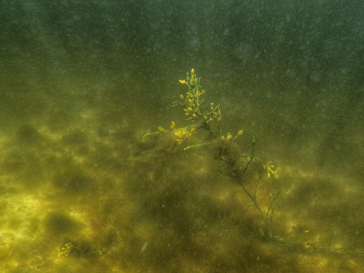 Some beautiful underwater images from White Shore today.