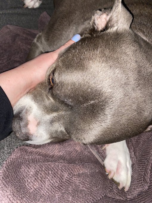 I hope he is not feeling well becaus he just ate something he shouldn&rsquo;t have.. https://t.co/ba5cmbuK<a href="/tag/ass"class="tags"><span>#ass</span></a><a href="/tag/zoeylovers"class="tags"><span>#zoeylovers</span></a>