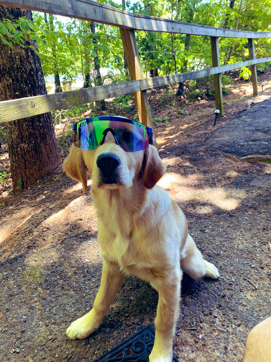 BakerTheGolden1's tweet photo. I had to take my hoomanz @PitViperShades for a wear! I must sayz... I thinkz theyz look betterz on me! https://t.co/La29TGQI6s