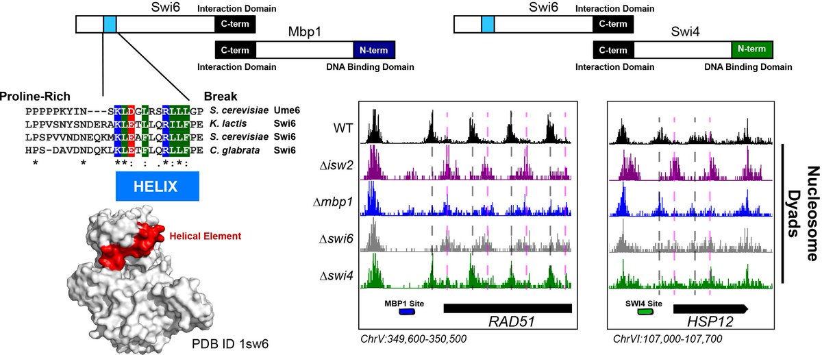 Swi6 also forms a complex with Swi4 to create the conserved cell cycle regulatory complex SBF. It turns out that Swi6 also recruits Isw2 activity to Swi4 motifs in the genome as well. So Swi6 is a new adapter protein that brings Isw2 to a subset of Mbp1 and Swi4 sites!