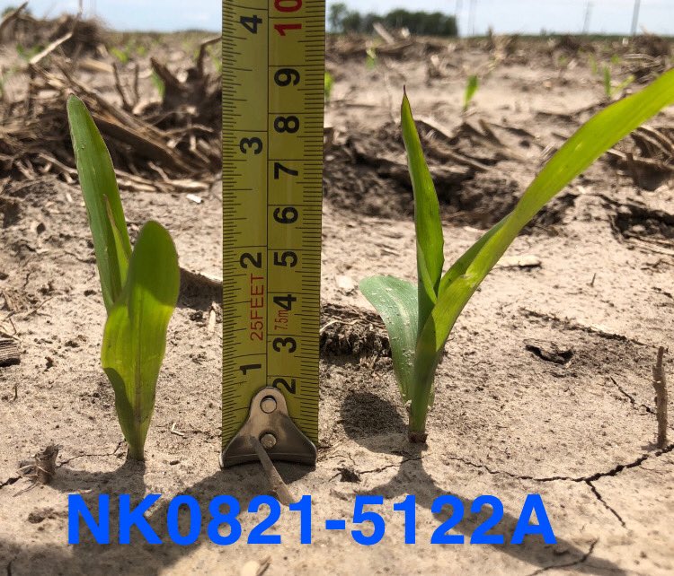 KringsJake's tweet photo. North of Cozad, NE NK0821-5122A emerging evenly and 3 Plants/Acre greater than the competitive hybrid one row over!                              Greater Stand=Greater Yeild #ScoutNK2020 https://t.co/ayrymXDBgz