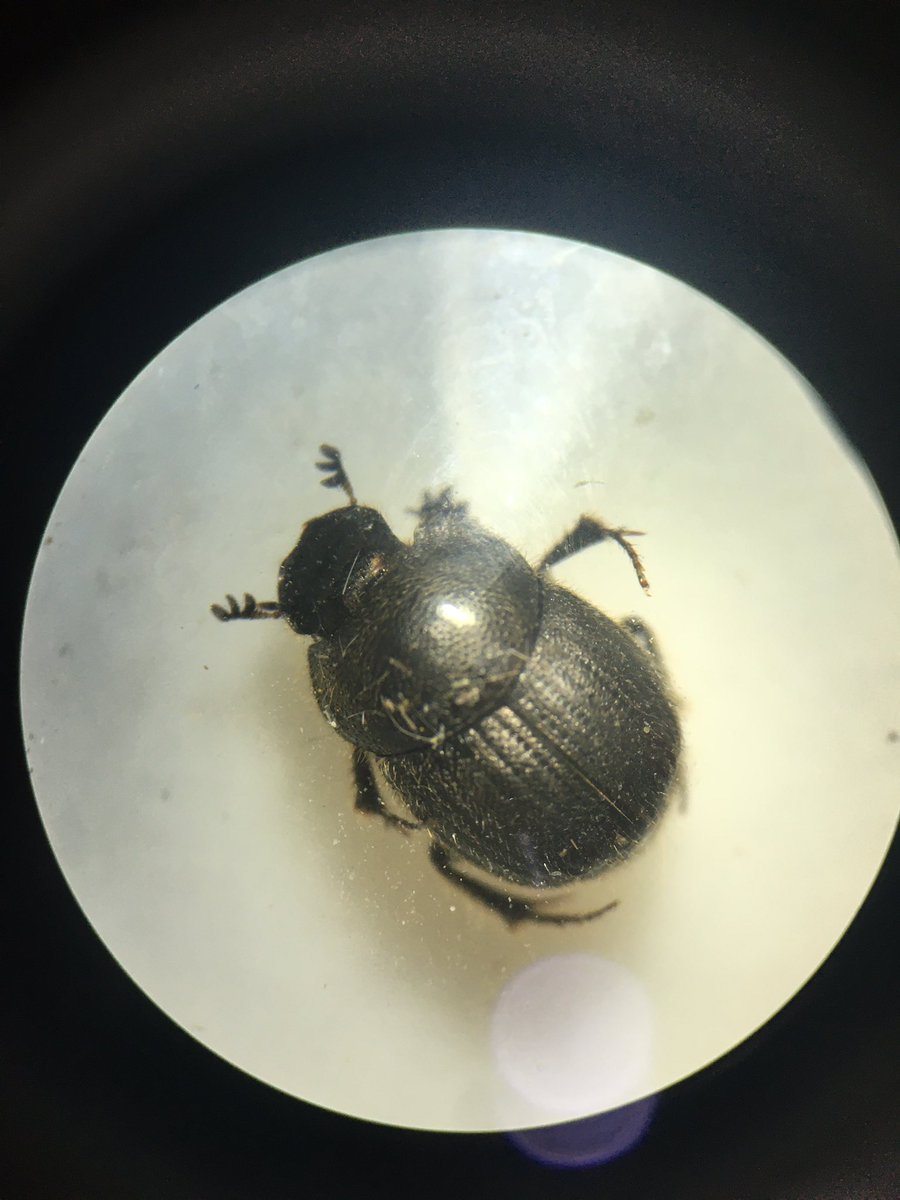 Ben Rumsby tweet media