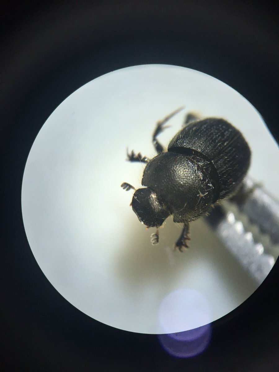 Ben Rumsby tweet media