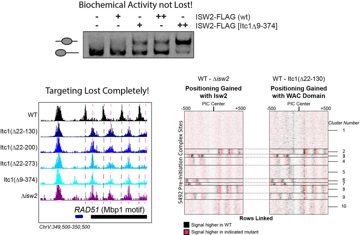 The Zhuang lab found deletion of the N-terminus of Itc1 is lethal. We deleted this domain in a W303 strain saw no loss in biochemical activity but complete loss of genomic targeting (no lethality). We dissected Itc1 to show that targeting is achieved by the conserved WAC domain.