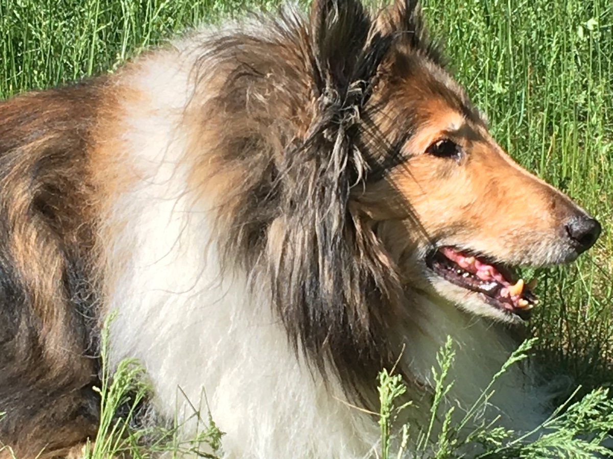 theoldcommander's tweet photo. Yikes there’s a lion in my back yard https://t.co/uuCixyDI5l