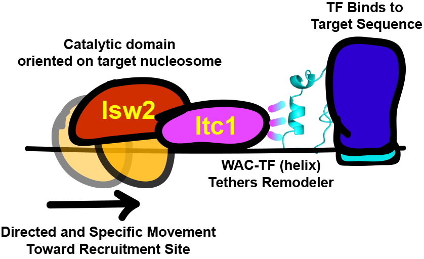 This offset nature of Itc1 and Isw2 subunits is consistent with Itc1 being targeted to an epitope or DNA-bound factor to fix the Isw2 catalytic subunit on the proper nucleosome resulting in a pulling motion (tip of hat to David Shore's group) toward the sequestered Itc1.