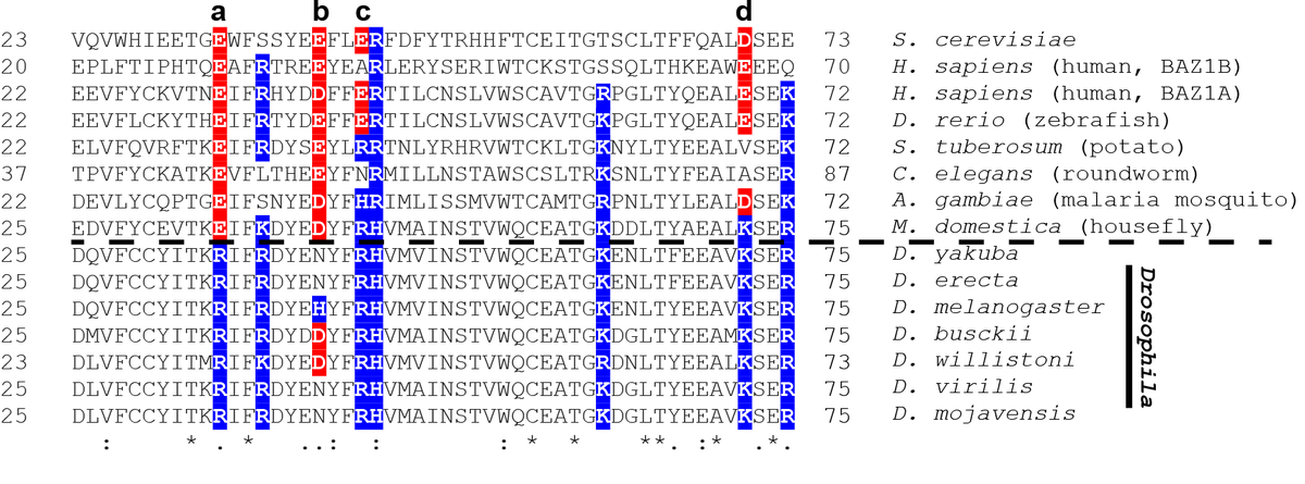 Alignment of the region of the Itc1 WAC domain that binds Isw2 targets highlights that all eukaryotes (I haven't yet found other counterexamples) possess acidic residues in key locations (here labeled "a" and "b") while the Drosophila genus has several charge reversals (a,b,c,d).