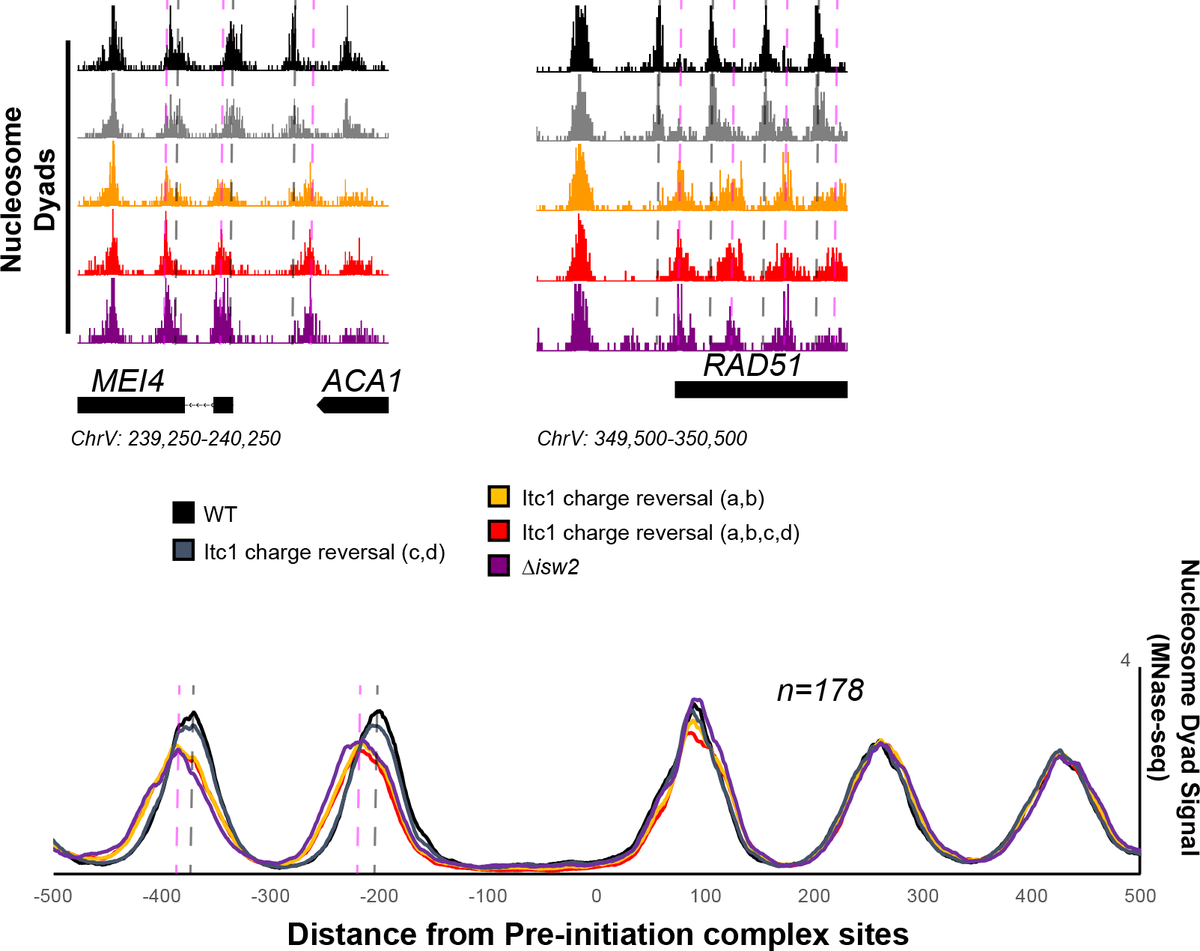 We asked if mutating the Itc1 acidic residues at "a" and "b" was sufficient to abrogate targeting in yeast cells. Sure enough, charge reversal of these two residues is enough to render Isw2 completely inactive at genomic targets!