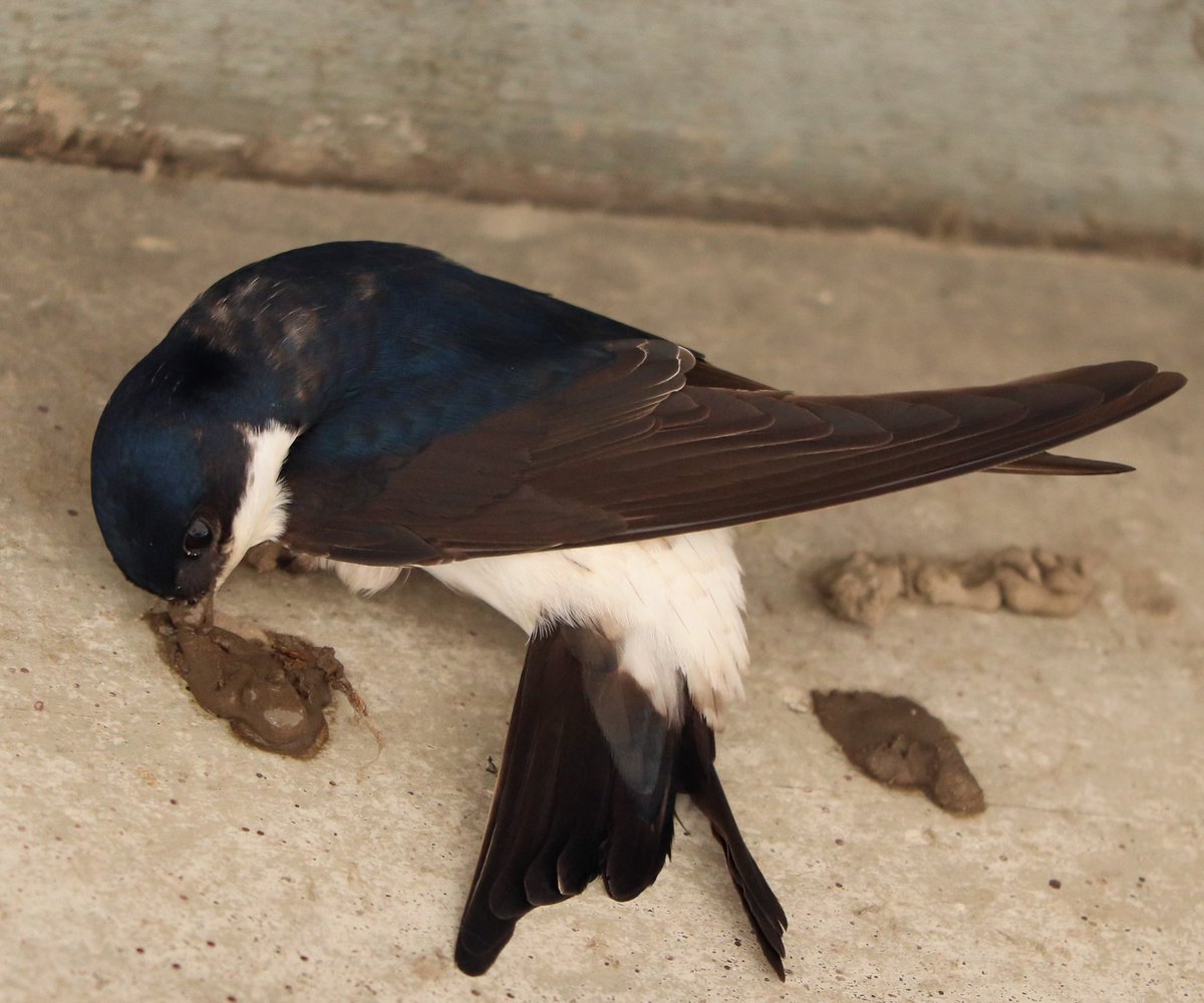 TamarVedder's tweet photo. Bij ons op het erf. Prachtige vogeltjes! Er zitten al 4 nestjes tegen de schuur aan, deze zwaluw is bezig met de 5e. #zwaluw #boerderij #farm #farmlife #farms #thuis https://t.co/XsZLMxRLYZ