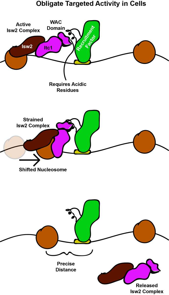 So our model now, is that Itc1 is recruited to DNA-bound factors through small epitopes to constrain Isw2 on target nucleosomes. Isw2 pulls these nucleosomes toward Itc1 until the final precise position is achieved. We speculate what might trigger this release is autoinhibition.