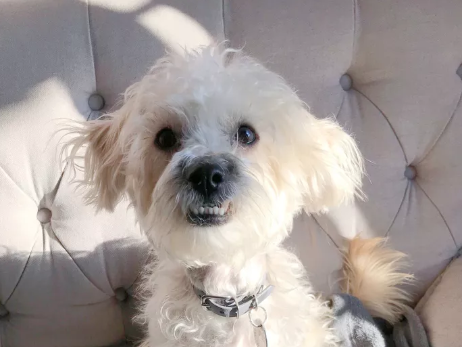 teamTBM's tweet photo. New Canine Consultant blog post is live! 1 in 3 dogs goes missing in their lifetime. We want to make sure that yours isn't one of them. Many useful tips to ensure safety for your pup! 🐕

https://t.co/zlrDTHC9e9 https://t.co/QcxElNO8Xg