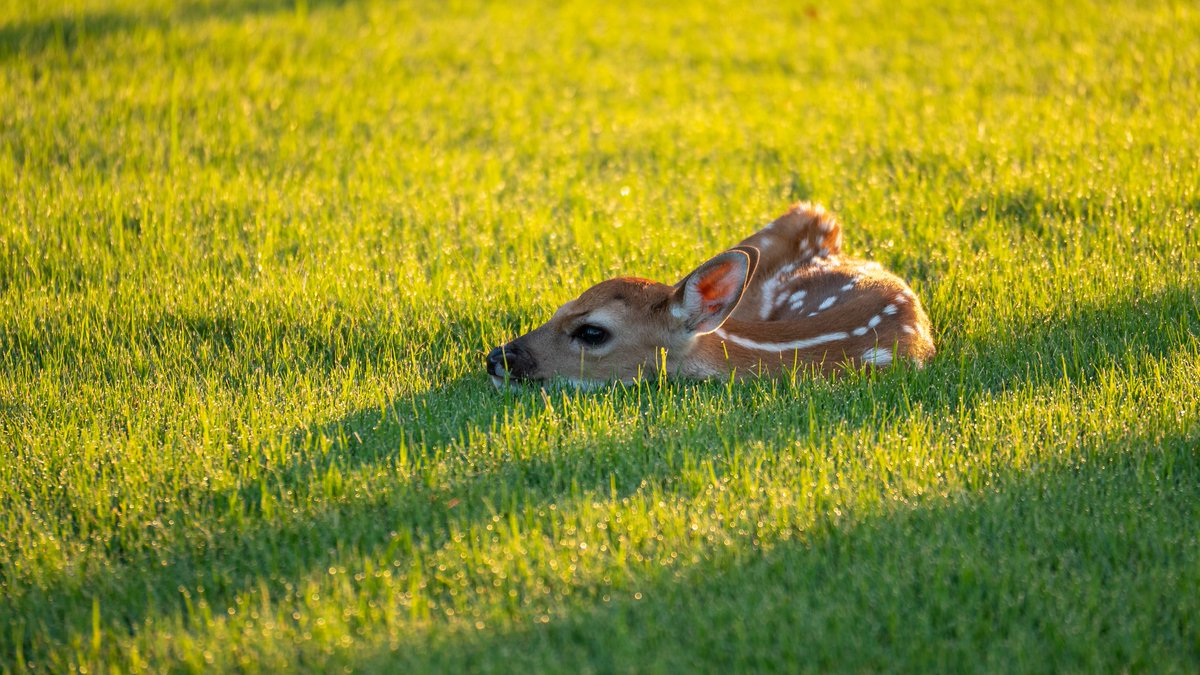 If You Care, Leave It There! Lone fawns may appear to be abandoned, but that's rarely the case. Remember to enjoy wildlife from a safe distance &amp; never touch or pick up newborn fawns and other young wildlife. #WildlifeWednesday 
More at on.ny.gov/2XF0gs0