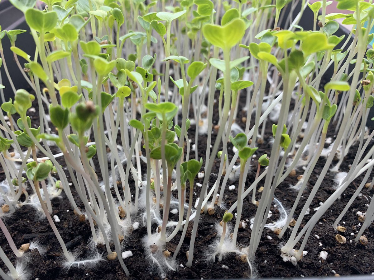 First Microgreen sprout! I’m so proud ❤️❤️ #microgreens #gardening