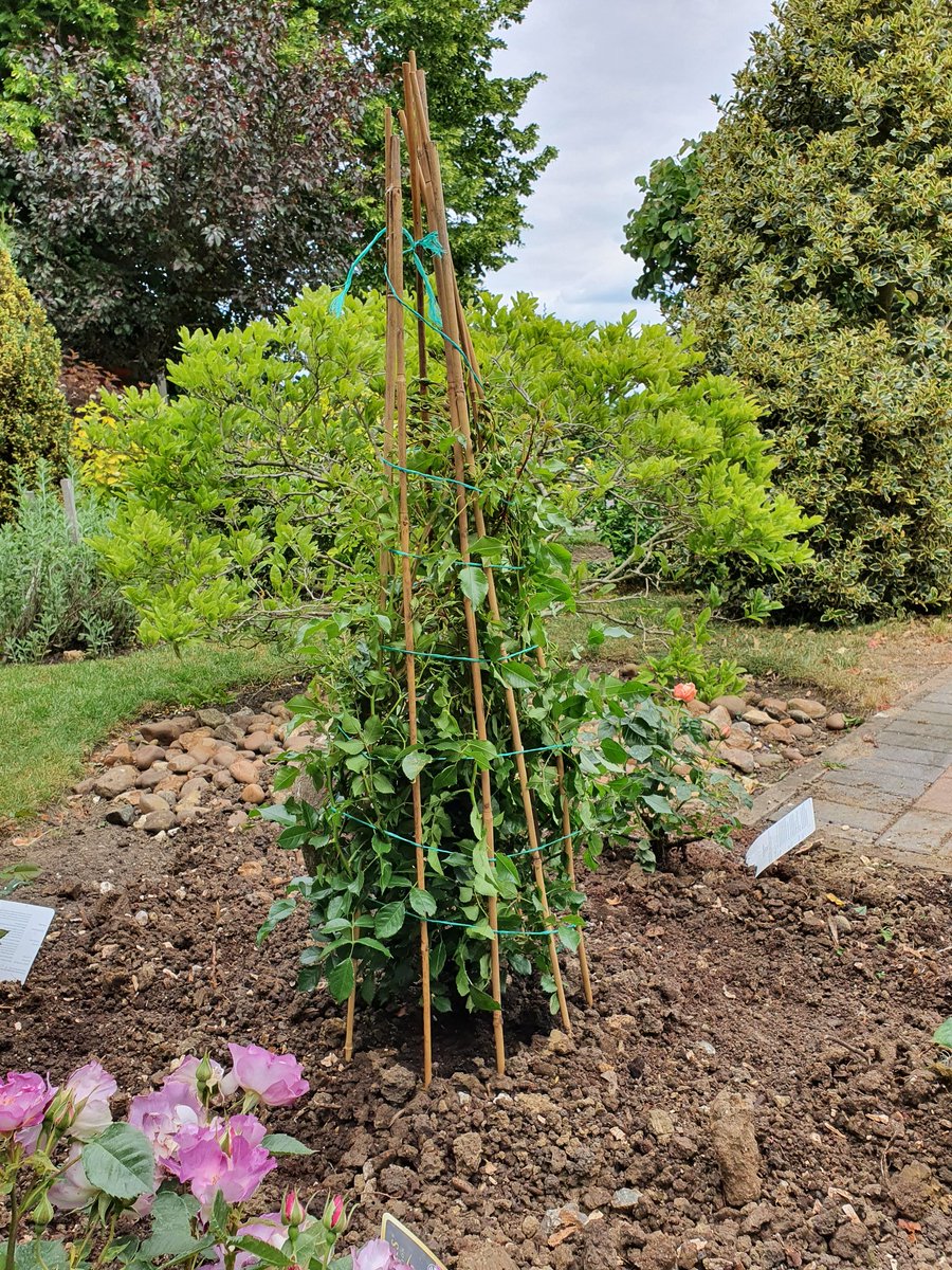GardenerGregthe's tweet photo. Trying my best not to break anything... 🤔😥 #transplanting #rose #potbound #gregsgardens https://t.co/HpzdOBwDqv