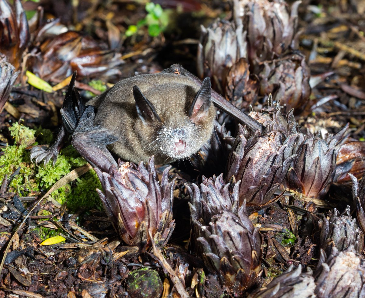 Reasons to vote NZ short-tailed bat: Lek-Battle Edition #BatWC2020 1/8 Today’s semi-finalists are special - they’re the only two bats known to lek (though there are probably others we don’t know about). A lek is a type of mating-system with certain defining characteristics...