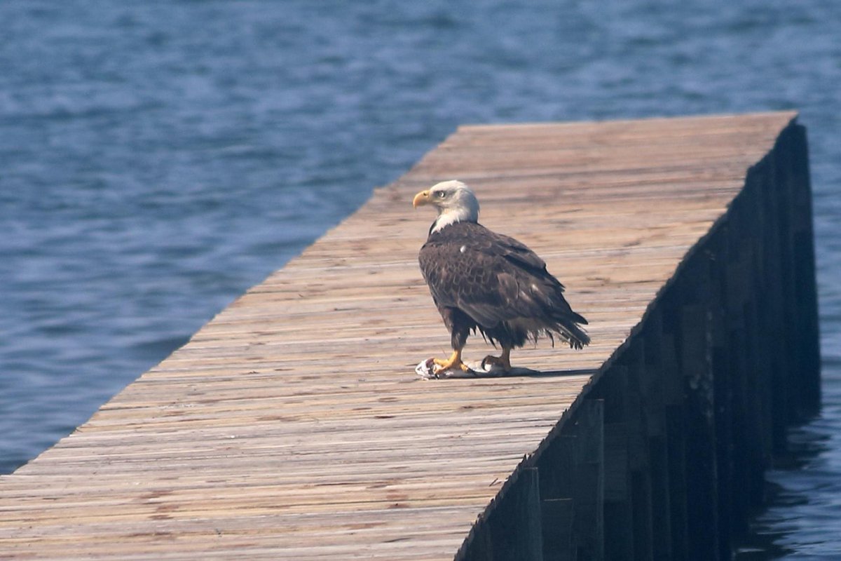 streetSinger9's tweet photo. A bald eagle on the pier 
#CellphonePicture https://t.co/1atzLNY7Xn