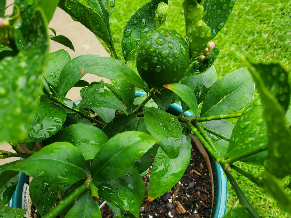 Lemons next to new blossoms! Aloe and hibiscus. Have to treat the watermelon leaves today 