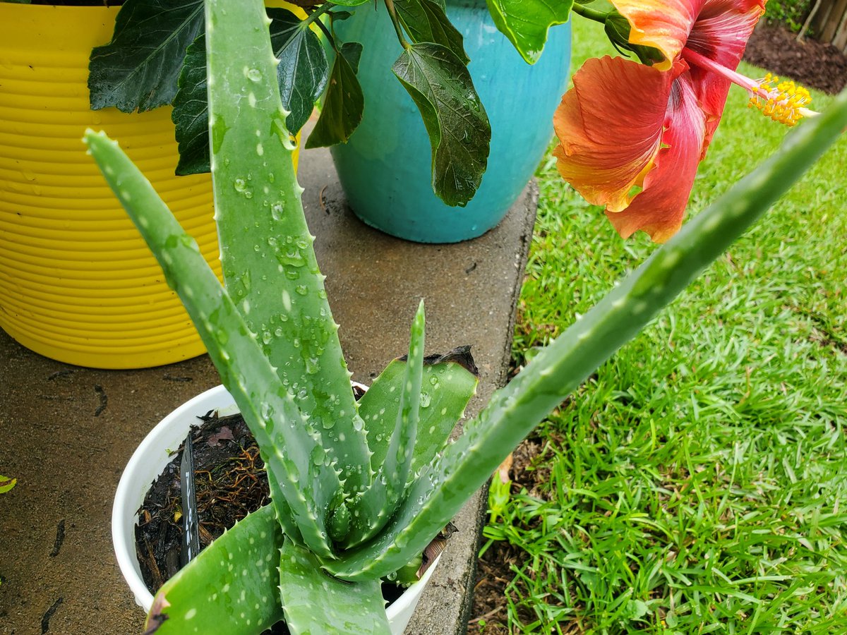 Lemons next to new blossoms! Aloe and hibiscus. Have to treat the watermelon leaves today 