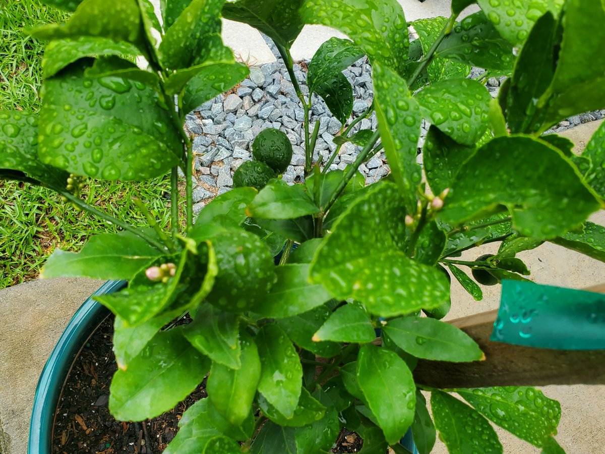 Lemons next to new blossoms! Aloe and hibiscus. Have to treat the watermelon leaves today 