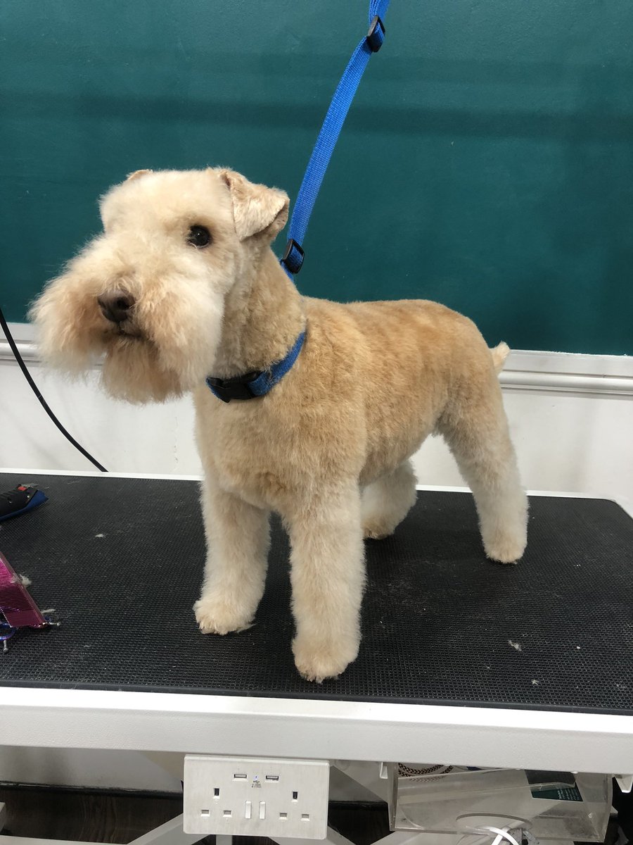 Hartley has his transformation covid cut today - he looks so happy about it 

#marple #marplebridge #doggroomer #doggrooming #lakelandterrier #lakelandterriersofinstagram #terriersofinstagram #dogfriendlymanchester #stockport #compstall #romiley #thehounddoggroomingspa