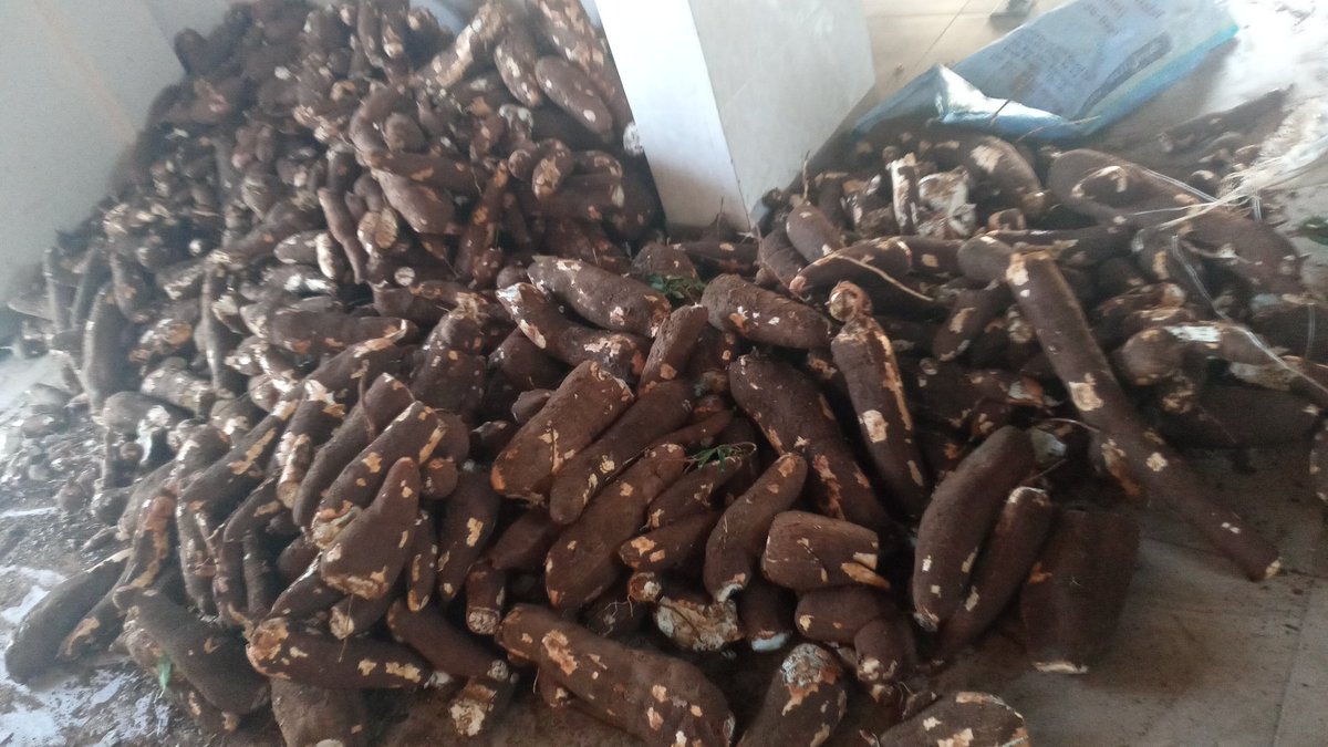 patrickmshaki's tweet photo. Please place your order in advance to enjoy the High Quality cassava flour from IITA Youth Agripreneur in Dar TZ.  @kslopez77 @Cath_Njuguna @RietaAgroTZ @tzagriculture @IITAYOUTHAGRIP @IITA_CGIAR @TARITZ10 @OsunIdowu @selfhelpafrica @RietaAgroTZ @AfDB_Group @jamesplegg @NteranyaS https://t.co/ktDygNftHD