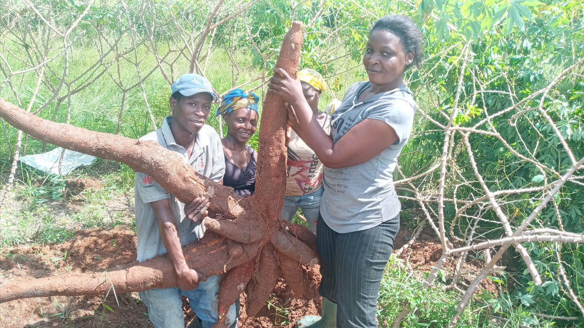 Please place your order in advance to enjoy the High Quality cassava flour from IITA Youth Agripreneur in Dar TZ.  <a href="/kslopez77/">Katherine Lopez</a> <a href="/Cath_Njuguna/">Catherine</a> @RietaAgroTZ @tzagriculture <a href="/IITAYOUTHAGRIP/">IITA Youth Agrip</a> <a href="/IITA_CGIAR/">IITA</a> <a href="/TARITZ10/">TARITZ</a> <a href="/OsunIdowu/">Osun O Idowu</a> <a href="/selfhelpafrica/">Self Help Africa</a> @RietaAgroTZ <a href="/AfDB_Group/">African Development Bank Group</a> <a href="/jamesplegg/">James Legg</a> <a href="/NteranyaS/">Nteranya Sanginga</a>
