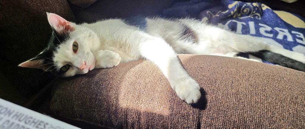 ClevelandChick's tweet image. Spike is just lounging around. #meowlife