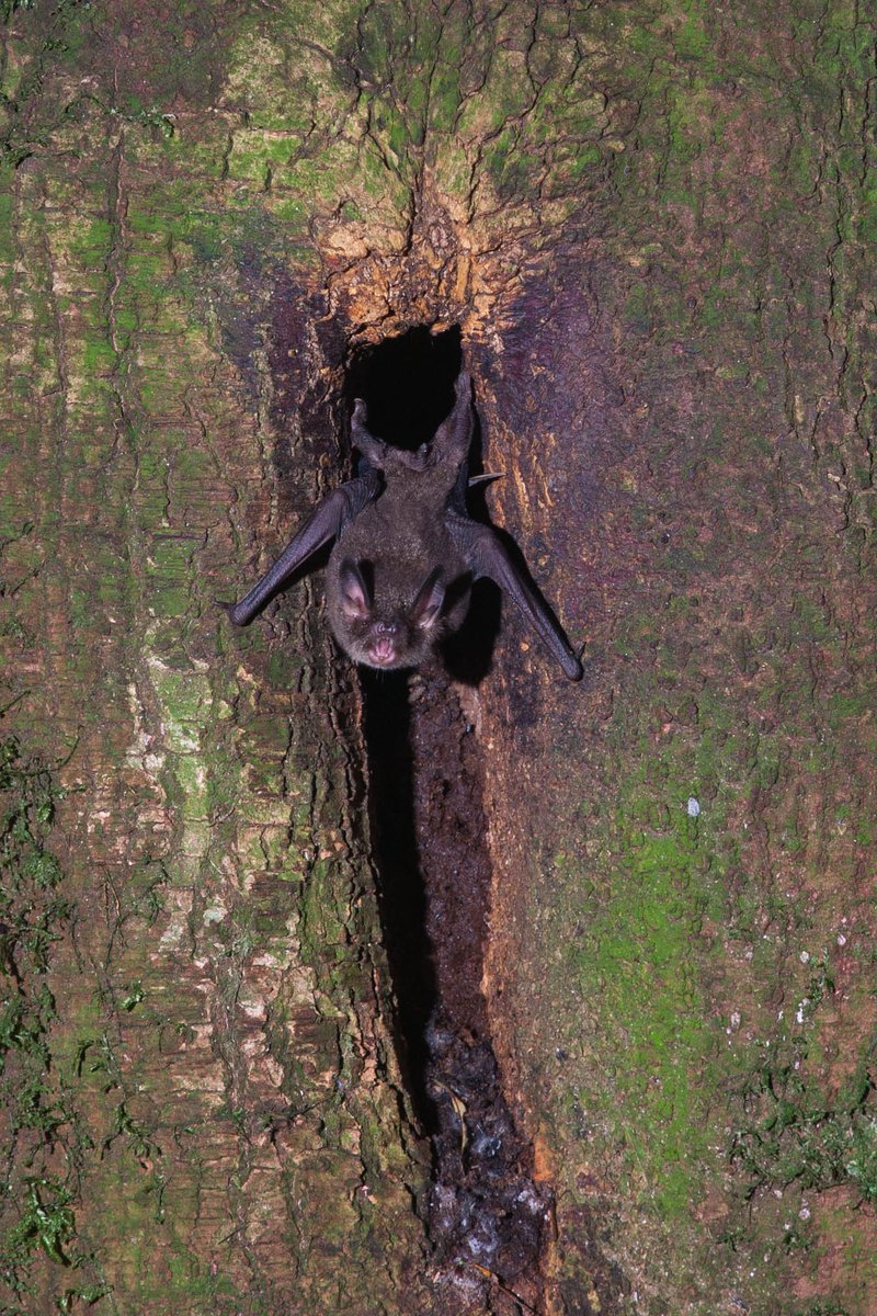 5/8 In short-tails the lek display involves finding a small tree crevice to perch in and singing a very rapid, high-pitched, cheeping song. It’s audible to humans, though less so the older you get. If you walk through the NZ bush on a still summer night you may hear bats singing.