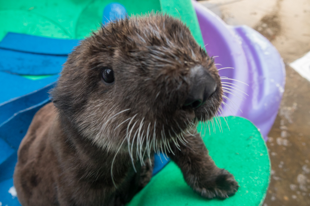 Celebrate me?!
#WorldOtterDay