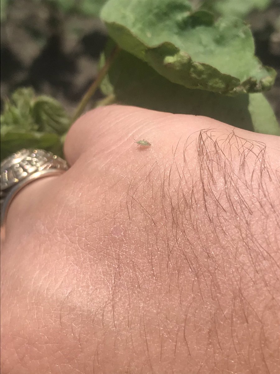 tmaysag's tweet photo. Found the first #Cotton fleahopper of the year today. As fields start squaring we need to be on top of them. A good early square set can help maintain yield potential. #TxIPM #scouting #insects #notmurderhornet https://t.co/pAA1lcuFOi