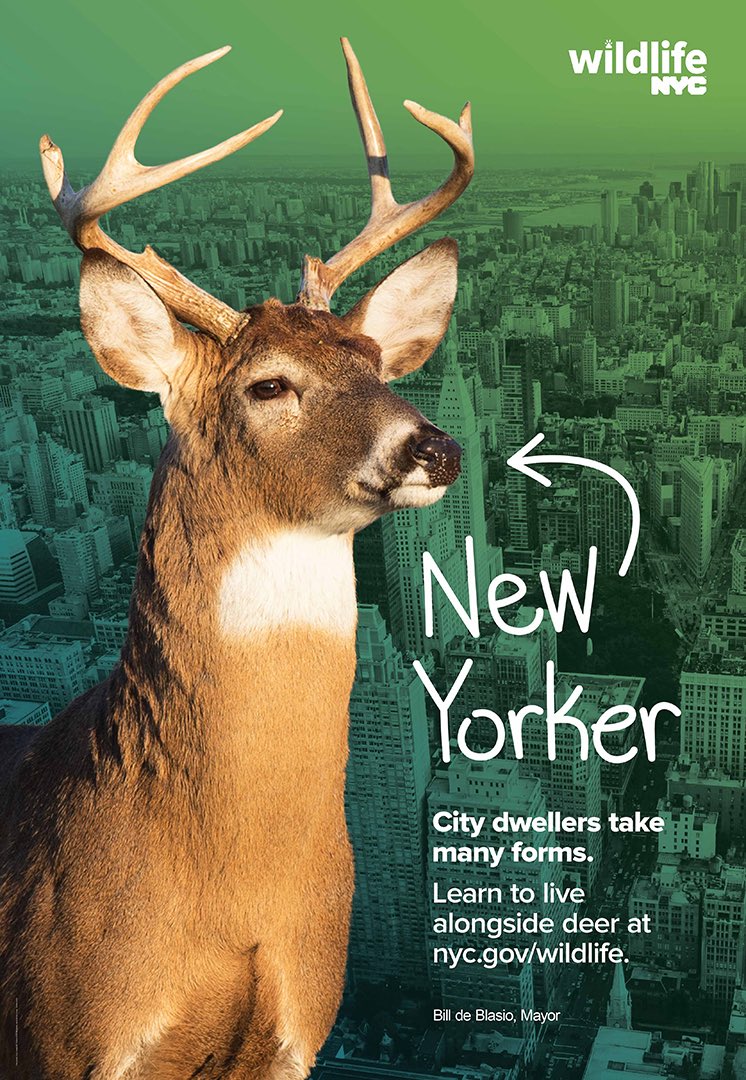 Results from the City’s deer population control study show a ~24% reduction in the Staten Island deer population since January 2017. Study results also show a ~84% decrease in fawn births since the non-lethal sterilization program began. #wildlifeNYC shorturl.at/jorNY