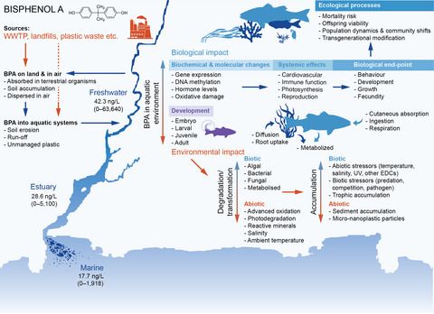 OUT NOW
Effect of the plastic pollutant #bisphenolA on the biology of aquatic organisms: A meta‐analysis @NicholasWuNZ 

📝buff.ly/3bXW2kw