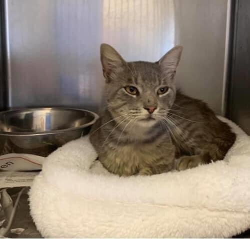 PeterAskin1's tweet photo. BEYOND LAST CALL for dear pals Bumble (Orange/white tabby) and Oscar (brown tabby) in #SouthTexas at the Rural #NuecesCountyTX animal shelter! The boys have an adopter &amp; transport &amp; need a rescue to pull! Phone: (410) 608-2195 Let's get therm out of there!
https://t.co/NPfx1Sns6U https://t.co/cmeqIB1UG2