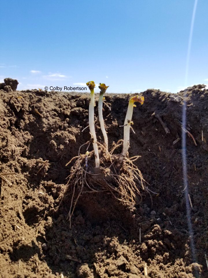 TuberTalk's tweet photo. Found some Ranger Russets in the Vauxhall area today eager for sun. 30 DAP. #AlbertaPotatoes #futurefries #eatmorefries https://t.co/uvuMMekIqm