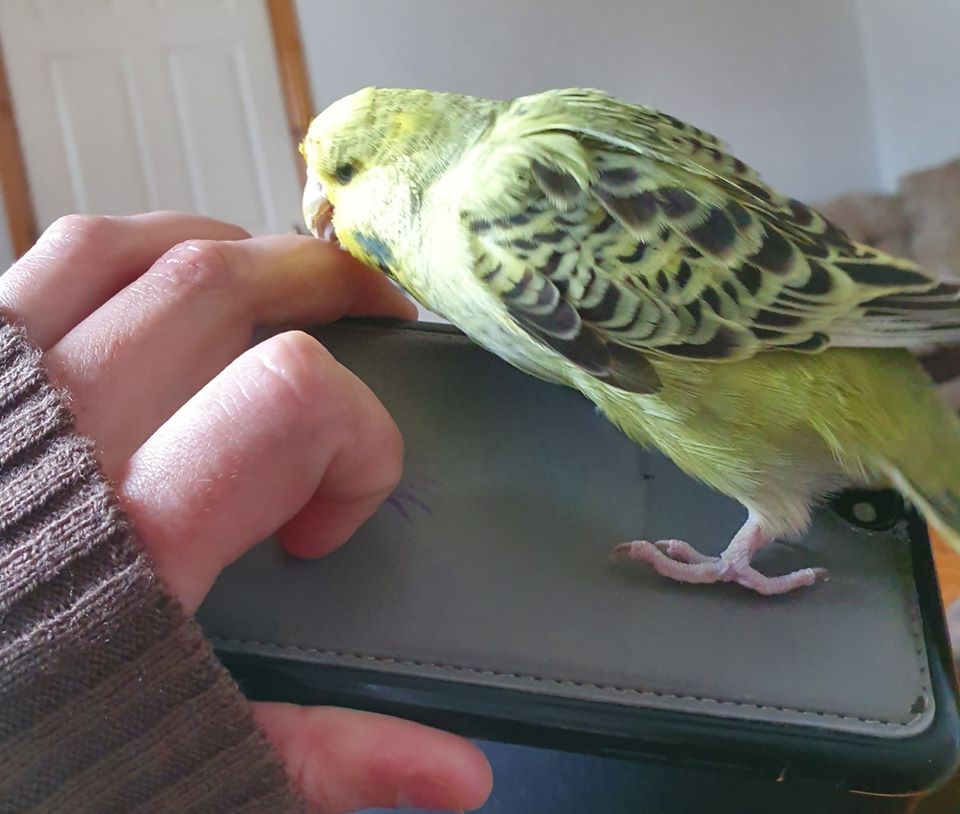 GalwaySPCA's tweet photo. As our team is works remotely we ask that you leave a voicemail or email info@gspca.ie 

Facebook messenger is an automated reply with relevant contact details.

As we work with animals we can't always get to our phones immediately and request your patience

#helpushelpanimals https://t.co/zgpqJbgRpr