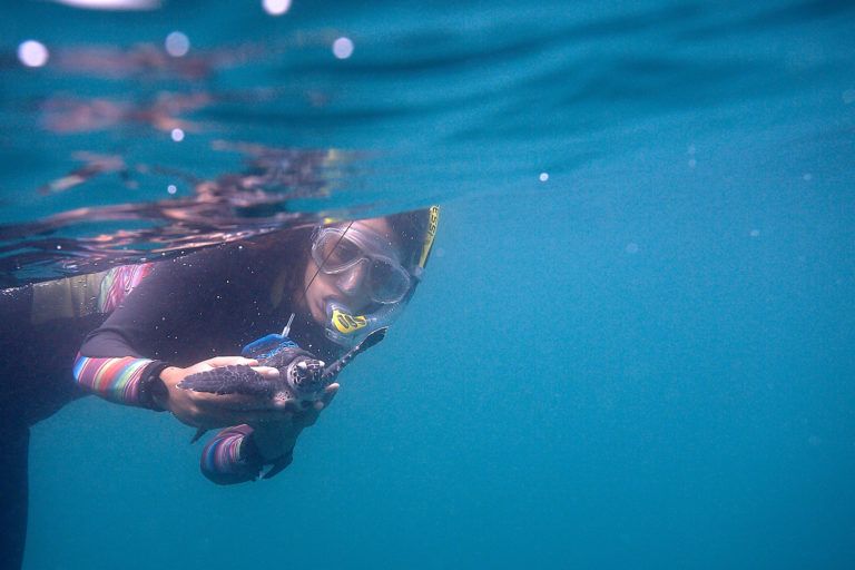 g_tortuguero_ca's tweet photo. #TortugasCareys : hoy les compartimos un proyecto de conservación de tortugas carey en Ecuador realizado por l@s amig@s de Equilibrio Azul!
https://t.co/5M2h761JAx
#RedTortuguera #ICAPO #Conservacion #EspeciesEnPeligro #CorazonTortuguero https://t.co/91IPP5aCCW