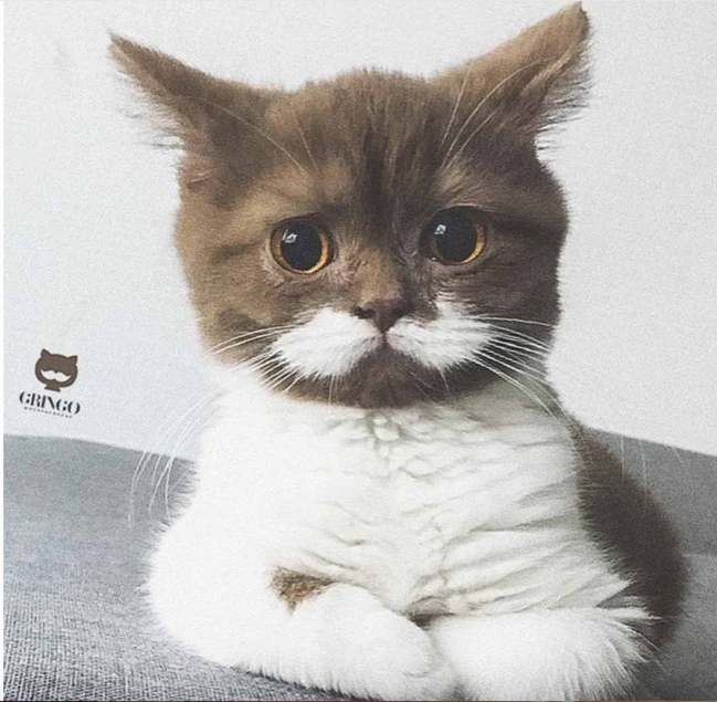 Cats and Kittens tweet media