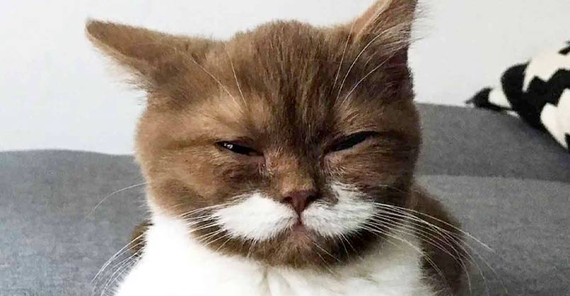 Cats and Kittens tweet media