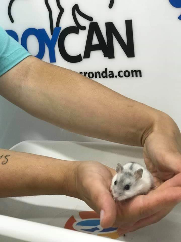 BOYCAN Veterinarios tweet media