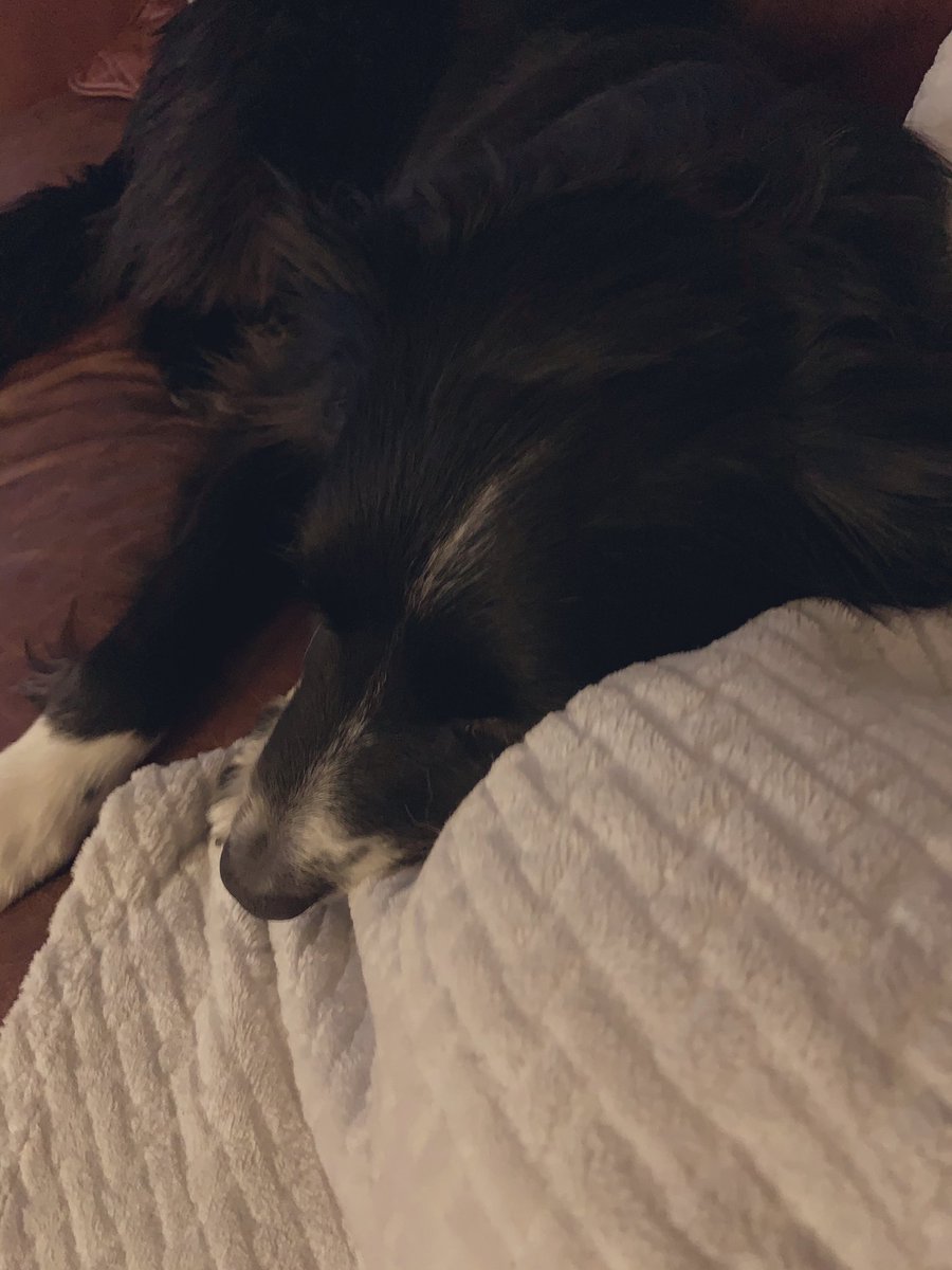 BorderReggie's tweet image. #Sofasnuggles #WednesdayVibes #bordercollie #dogsduringlockdown