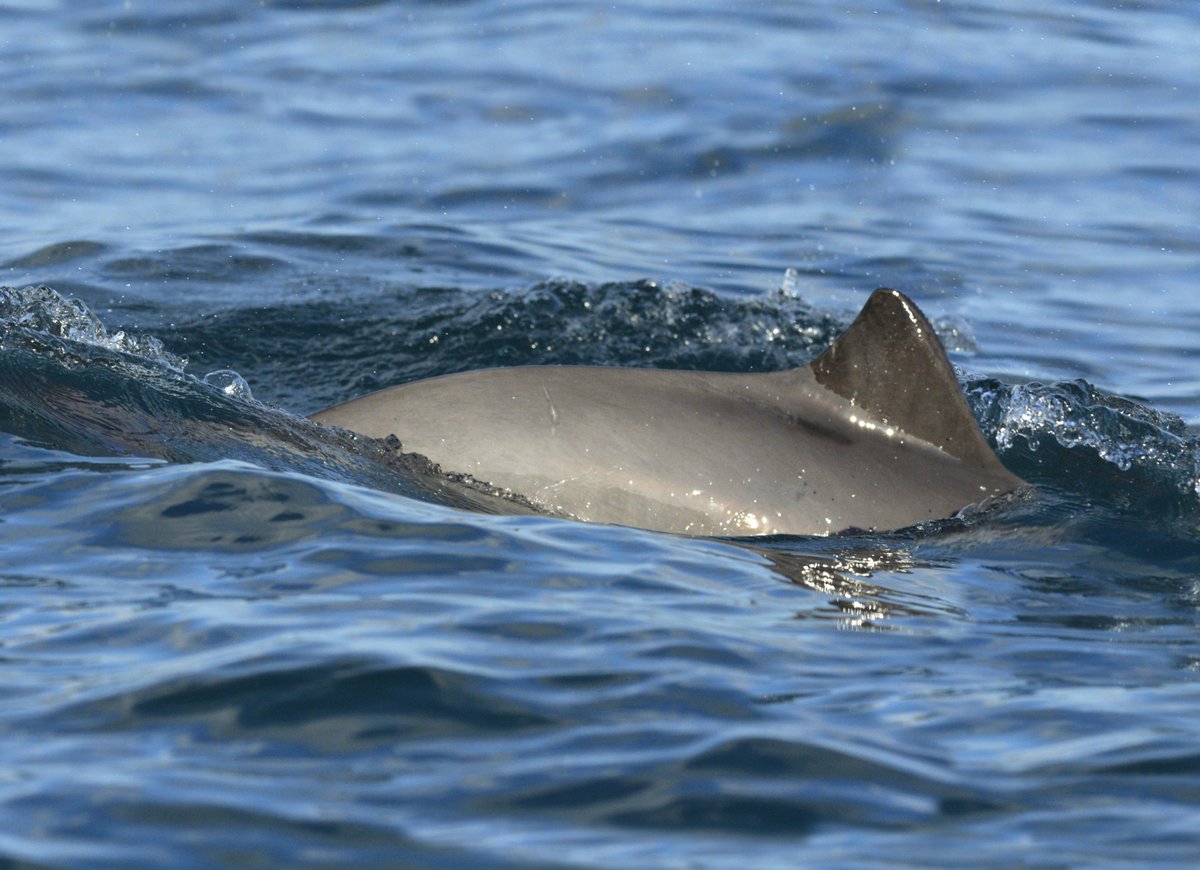 CCBnetwork's tweet photo. #BALTFISH chair @mmm_fi @FinlandinEU has a great opportunity to set the tone in the discussions of the @ICES_ASC advice. We hope that it will be a dialogue of hope and possibilities to #SavetheBalticPorpoise https://t.co/i79bhomMtx