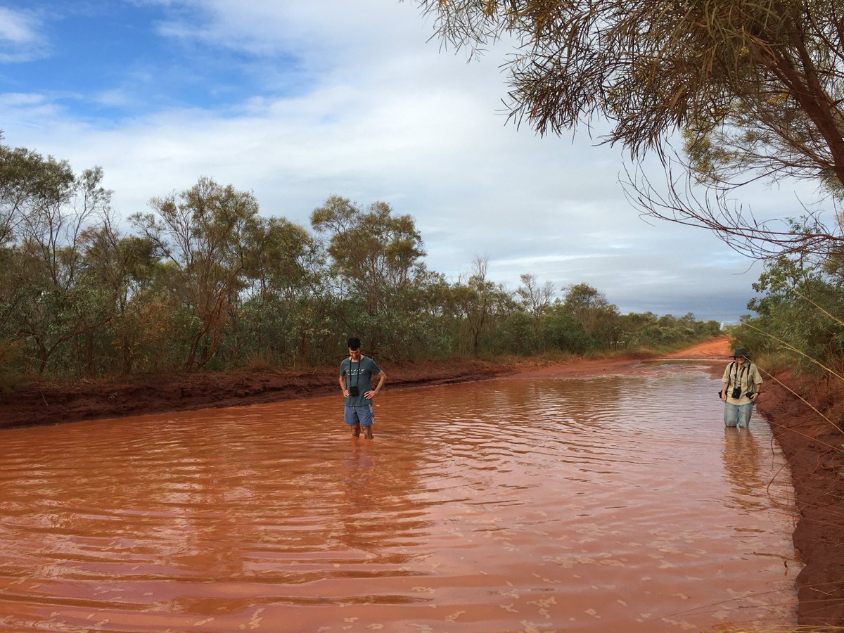 Broome Bird Observatory tweet media