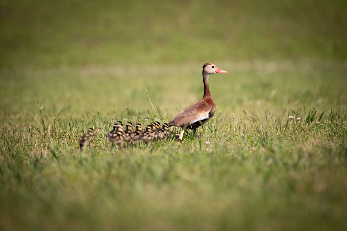 Long Acres Ranch tweet media
