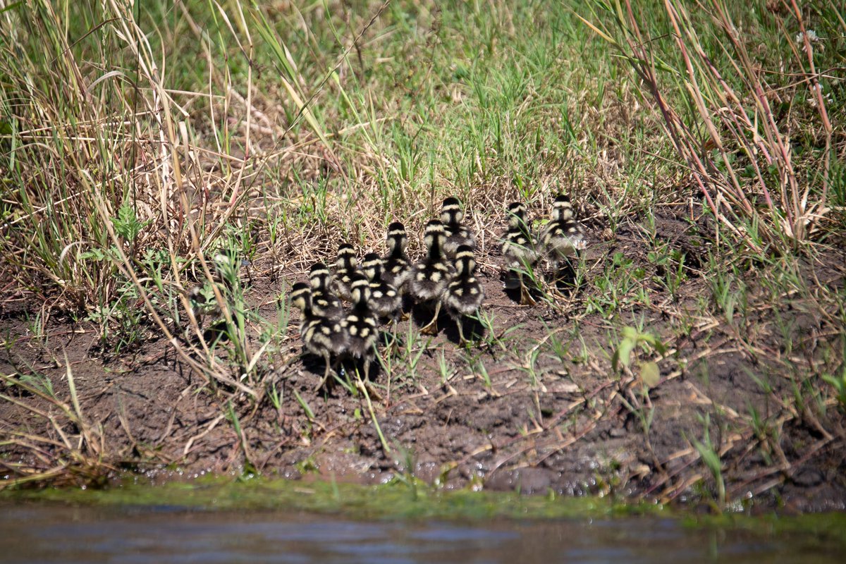 Long Acres Ranch tweet media